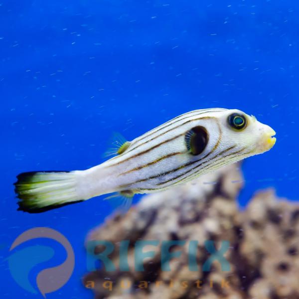 Arothron manilensis - gestreifter Kugelfisch
